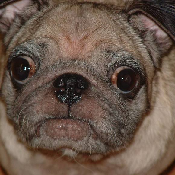 Meet your Posher, Rodney - Picture 1 of 1